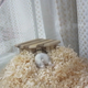 Illustration for article titled A Facebook Page Dedicated Entirely to Hamster Butts
